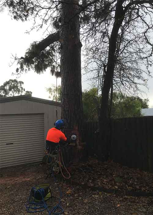 Tree removal services in Romsey