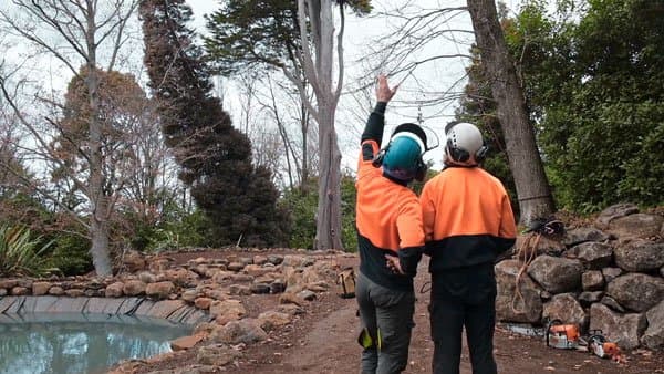 Arborists assessing a tree on a Macedon Ranges property