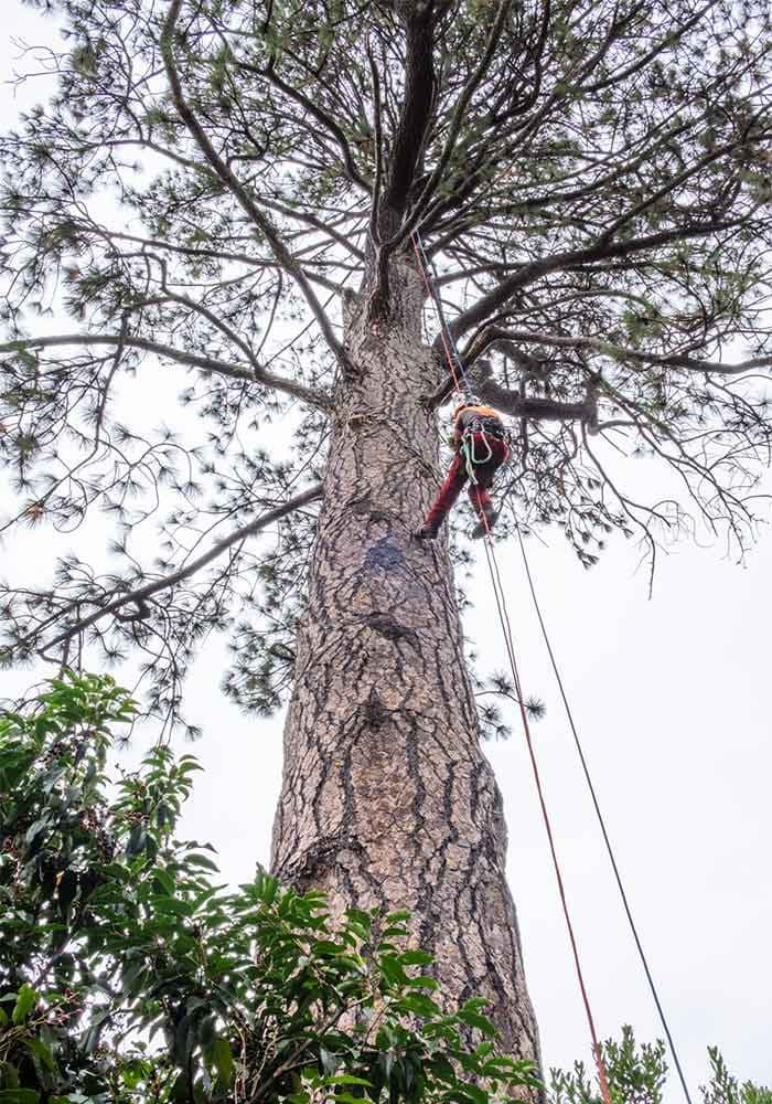 Total Tree Solutions arborist pruning a tree