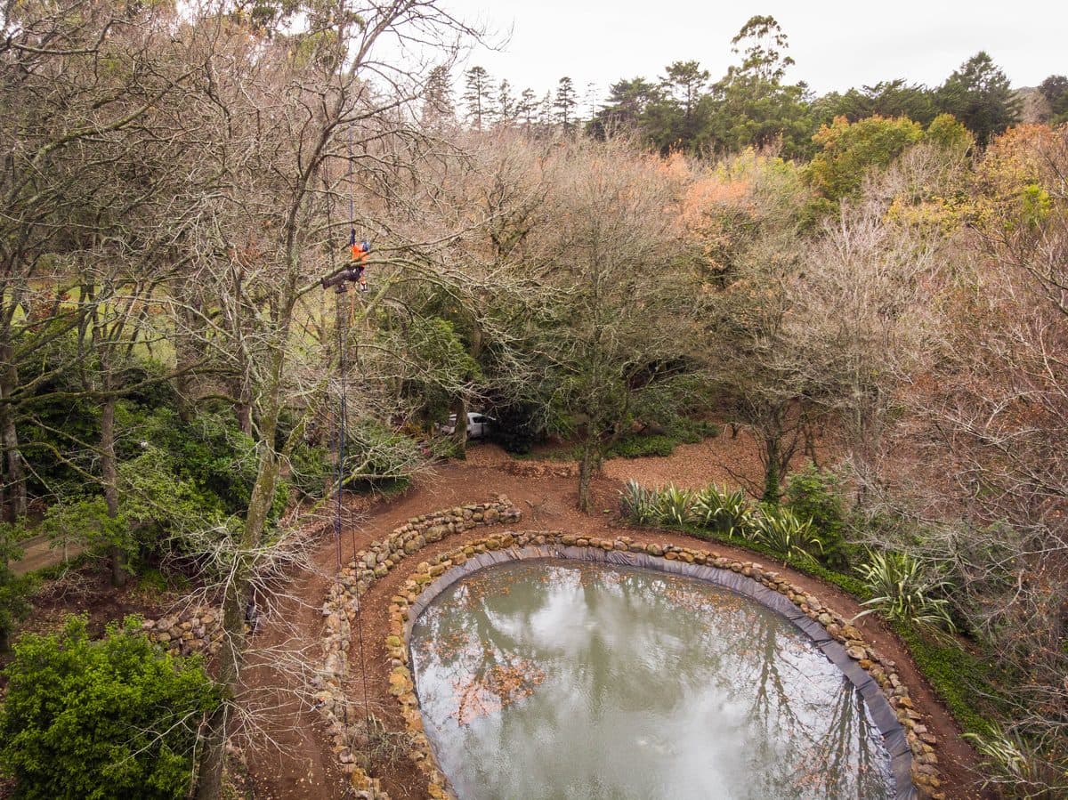 Tree pruning work in the Macedon Ranges