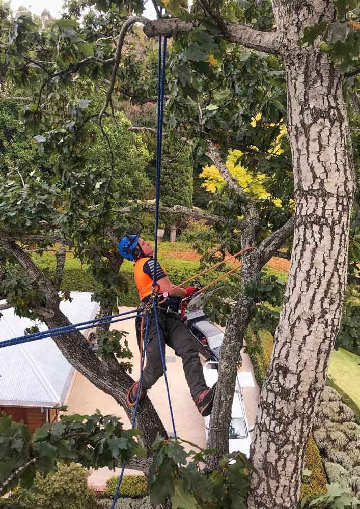 Arborist pruning a large tree in the Macedon Ranges