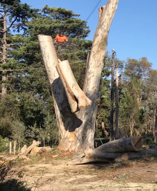 Arborist safely removing a large tree
