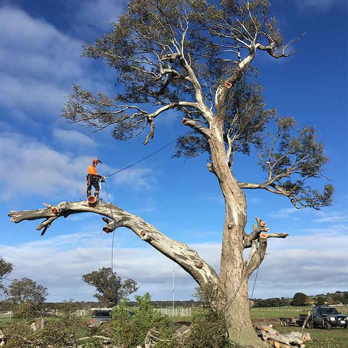 Tree removal services in New Gisborne