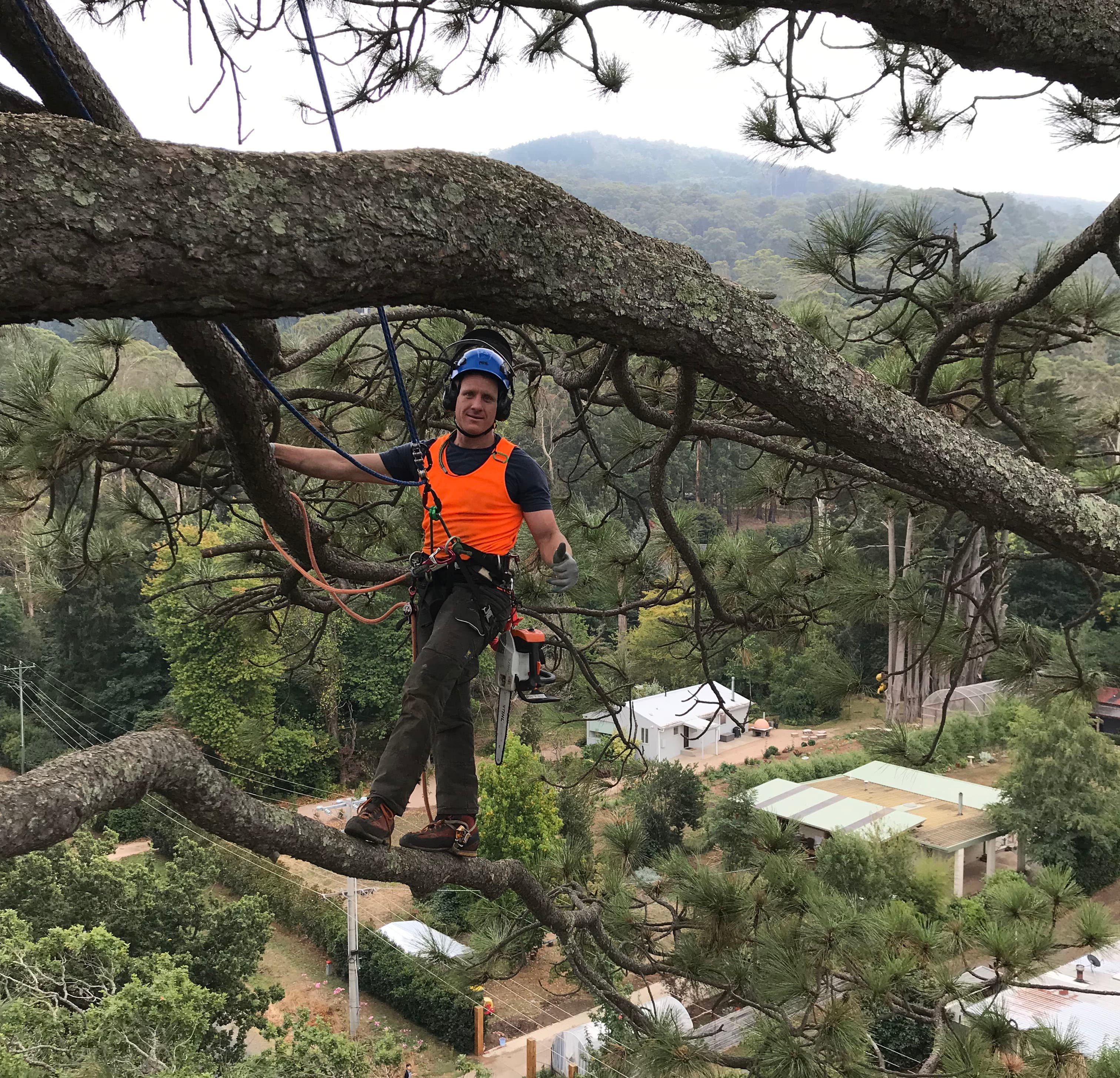 Total Tree Solutions arborist working in a large tree