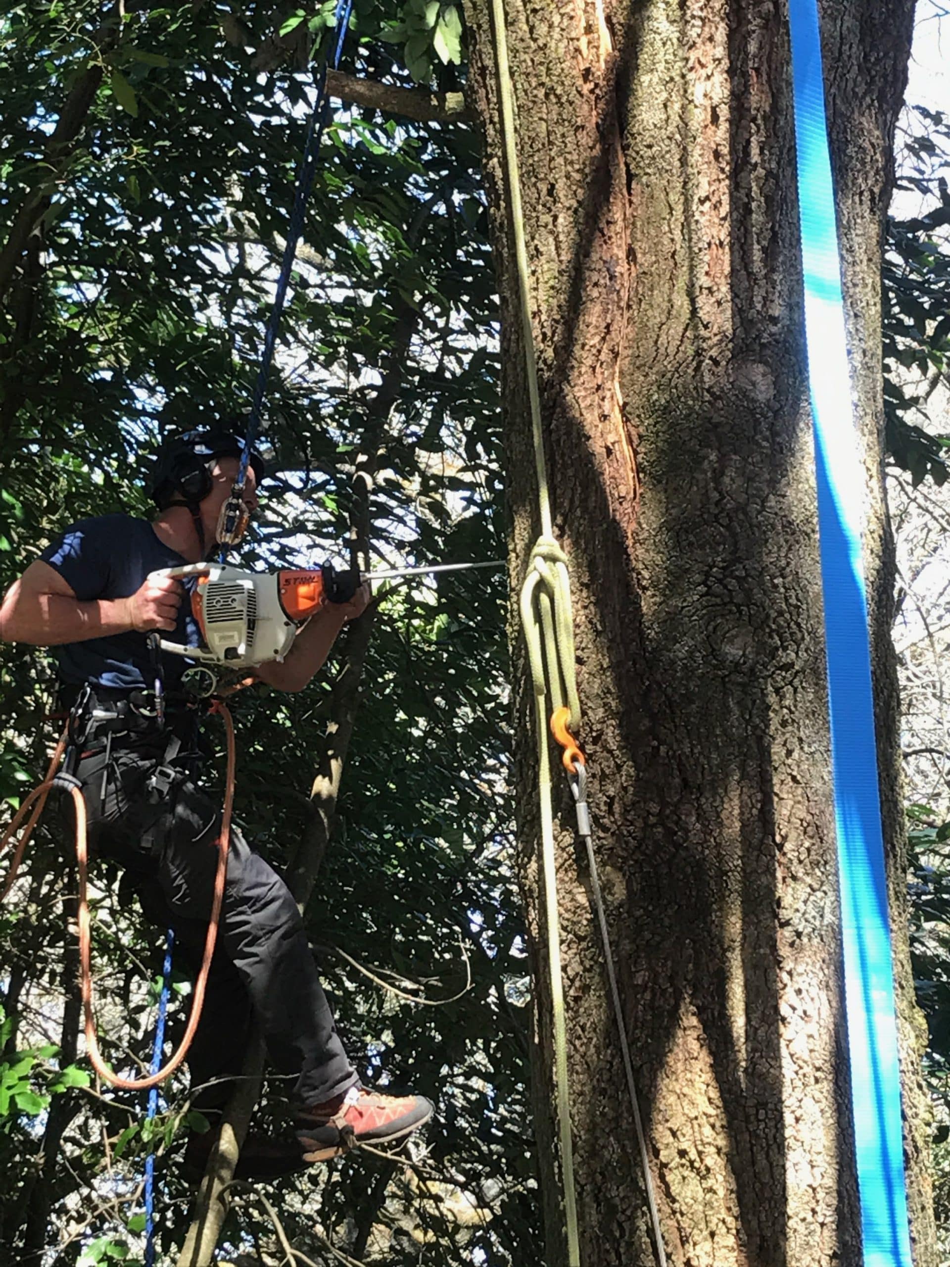 Tree cabling and bracing installed in a mature tree