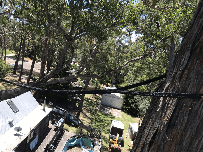 Soft tree bracing installed between mature tree limbs