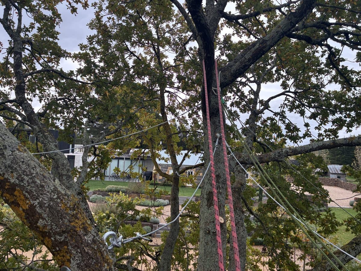 Steel cable bracing installed in a mature tree in the Macedon Ranges