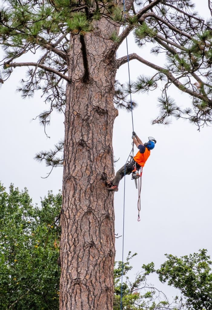 Arborist carrying out tree removal in the Macedon Ranges