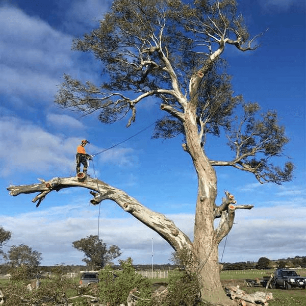 Arborist assessing a large tree branch