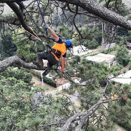Arborist pruning a tree