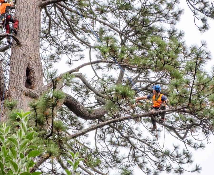 Arborist performing tree removal in Gisborne