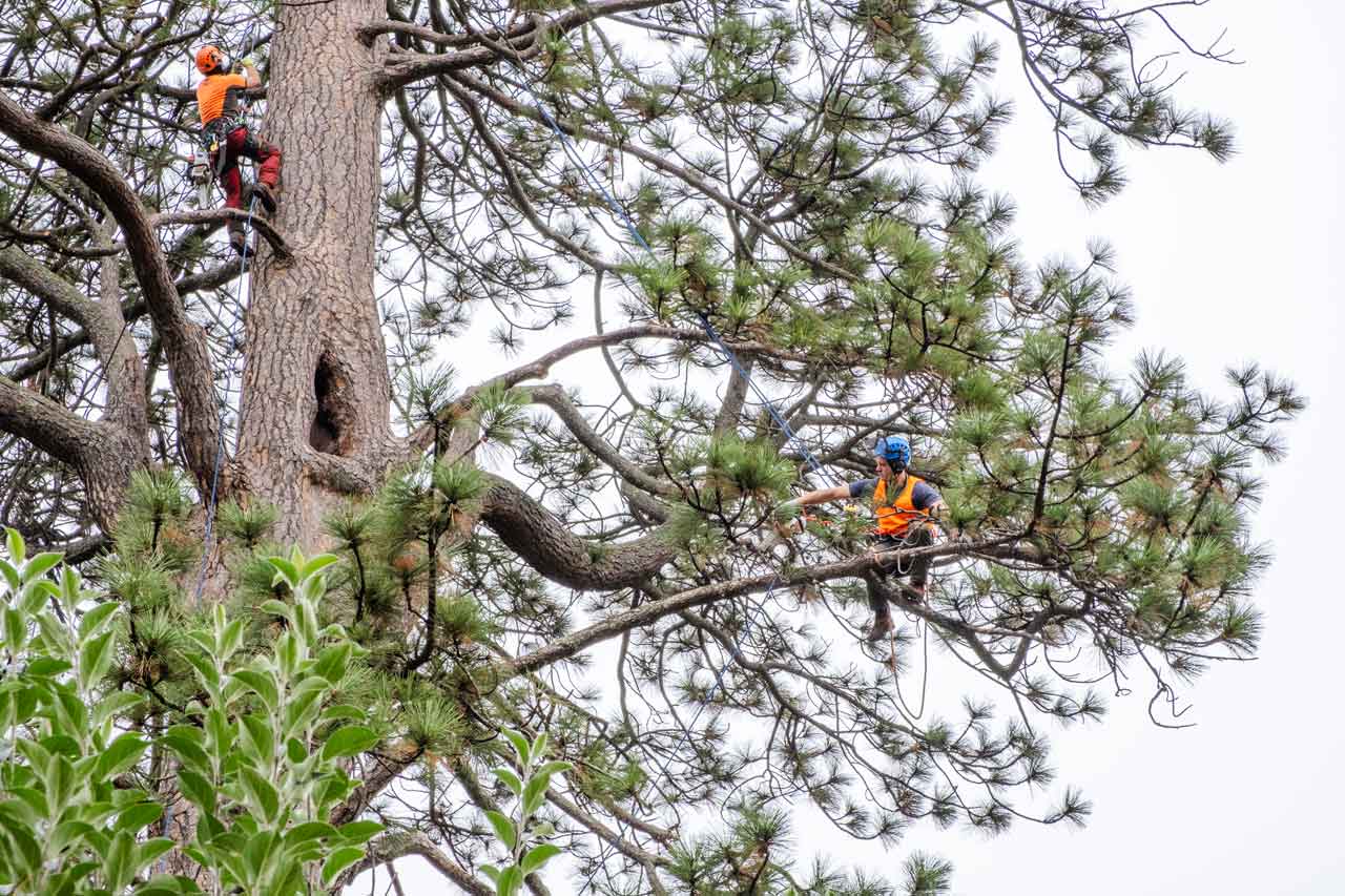 Arborist performing tree removal in Lancefield
