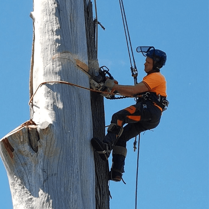 Tree removal services in Woodend