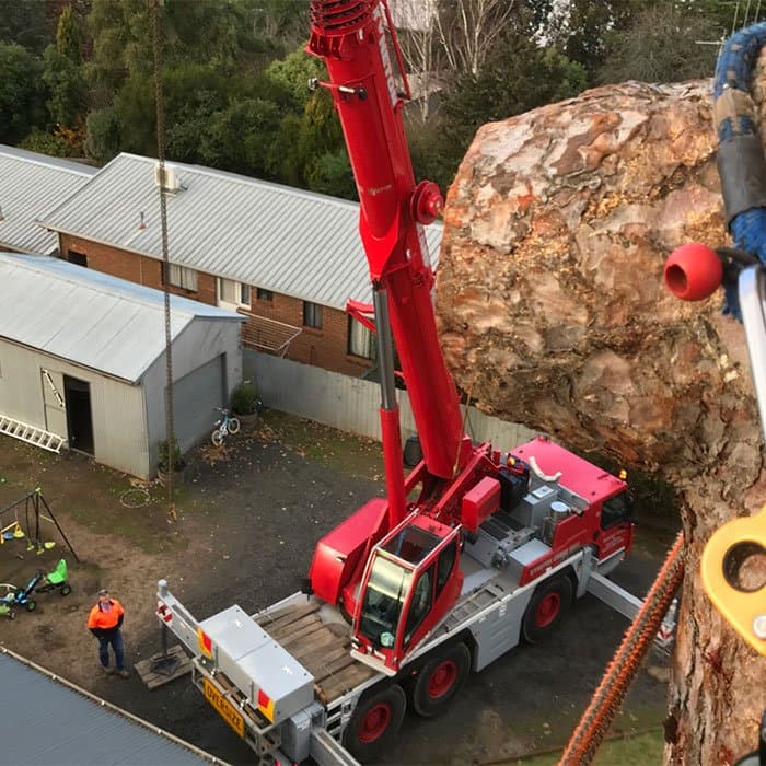 Arborist performing tree removal in Mount Macedon