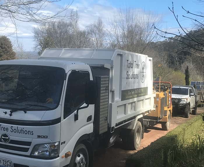 Arborist performing tree removal in Romsey