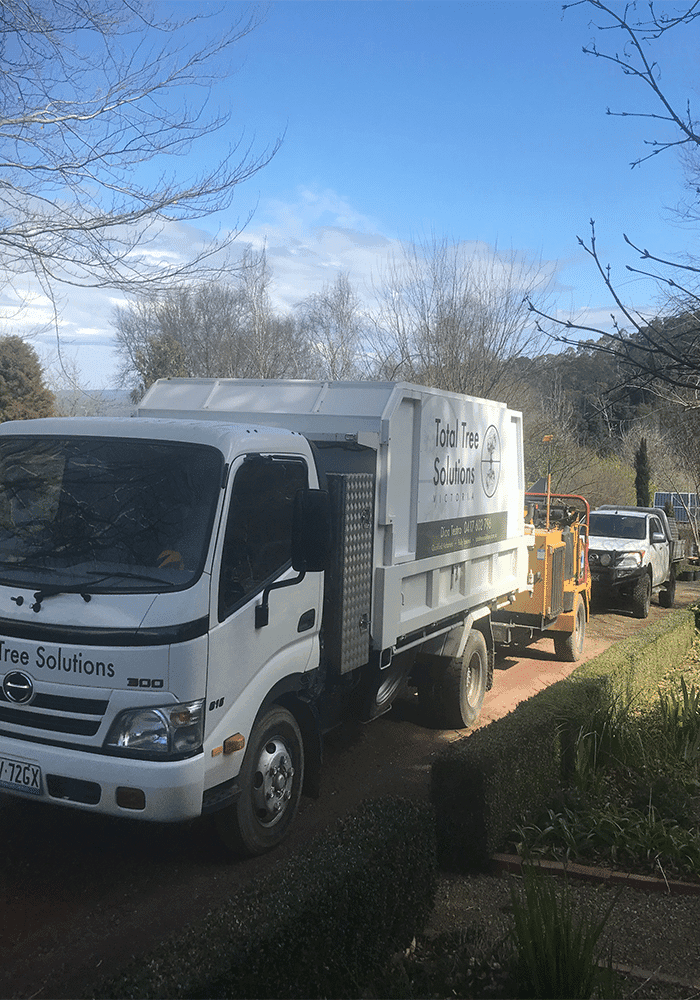 Arborist performing tree removal in Lauriston