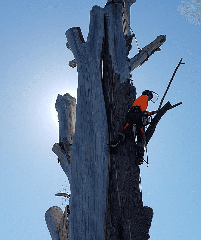 Arborist performing tree removal in Kyneton