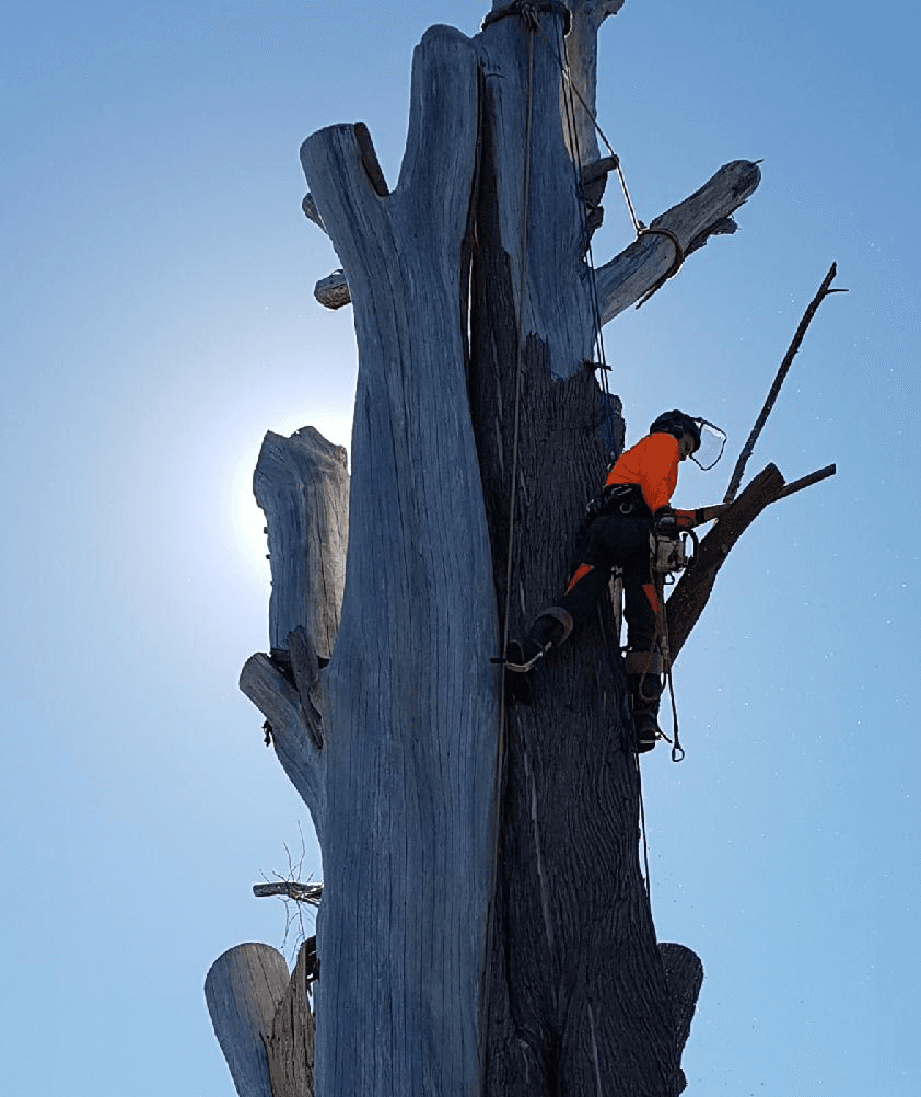 Tree removal services in Kyneton